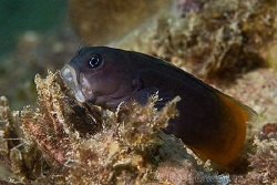 Roooooar!  Bicolour Blenny.  Ningaloo Reef, Western Austr... by Ross Gudgeon 